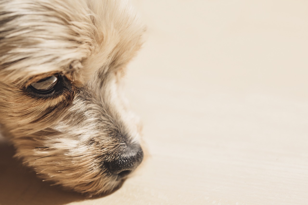 How to Help Your Dog with Thunderstorm Anxiety